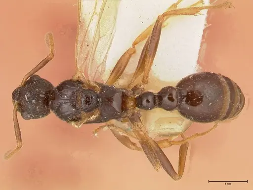 Myrmica kotokui specimen FOCOL0595 image focol0595_1