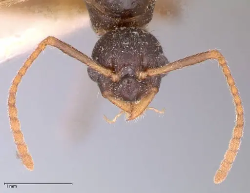 Myrmica kotokui specimen FOCOL0595 image focol0595_2