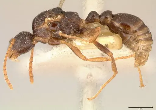 Myrmica kotokui specimen FOCOL0595 image focol0595_3