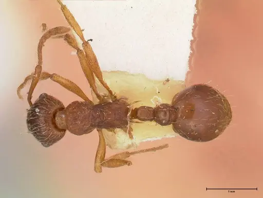 Myrmica kotokui specimen FOCOL0596 image focol0596_1