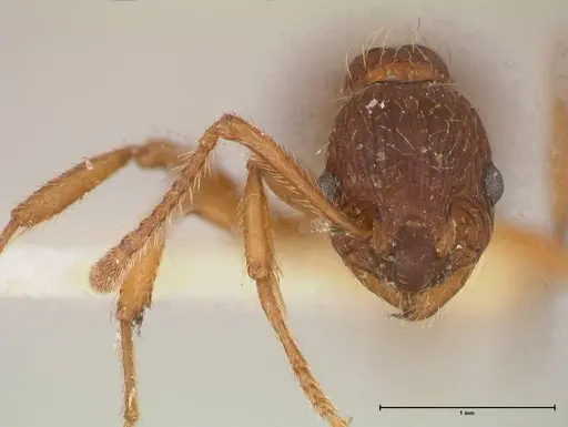 Myrmica kotokui specimen FOCOL0596 image focol0596_2