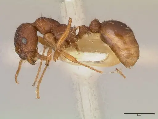 Myrmica kotokui specimen FOCOL0596 image focol0596_3