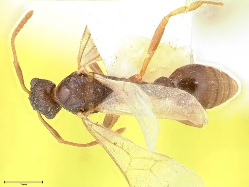 Myrmica kotokui specimen FOCOL0597 image focol0597_1