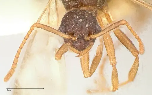 Myrmica kotokui specimen FOCOL0597 image focol0597_2
