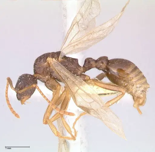 Myrmica kotokui specimen FOCOL0597 image focol0597_3