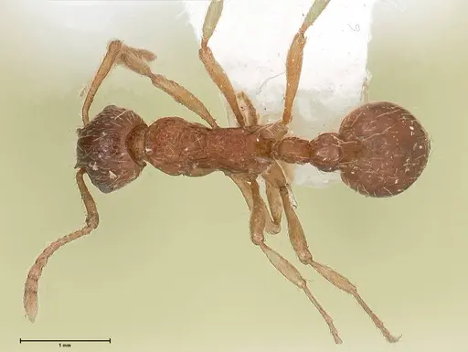 Myrmica kotokui specimen FOCOL0598 image focol0598_1