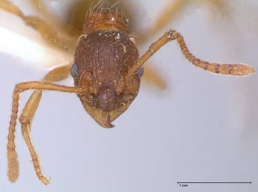 Myrmica kotokui specimen FOCOL0598 image focol0598_2