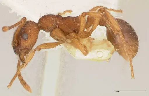 Myrmica kotokui specimen FOCOL0598 image focol0598_3