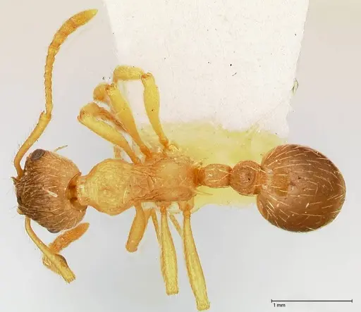 Myrmica kotokui specimen FOCOL0599 image focol0599_1