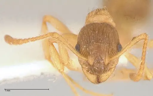 Myrmica kotokui specimen FOCOL0599 image focol0599_2