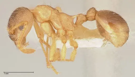 Myrmica kotokui specimen FOCOL0599 image focol0599_3