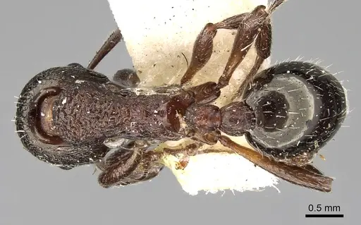 Myrmica kozlovi specimen CASENT0280831 image casent0280831_1