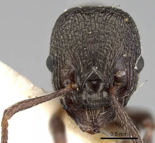 Myrmica kozlovi specimen CASENT0280831 image casent0280831_2
