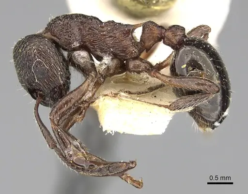 Myrmica kozlovi specimen CASENT0280831 image casent0280831_3