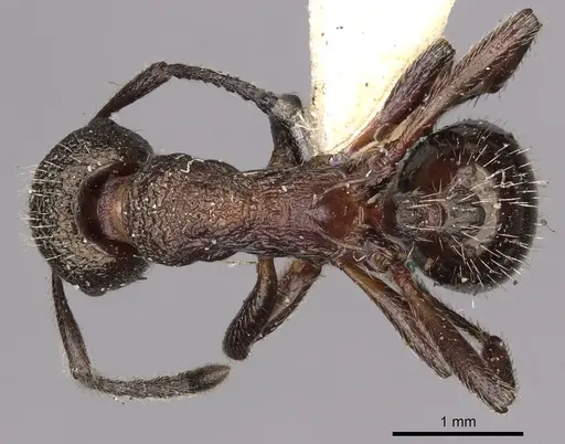Myrmica kozlovi specimen CASENT0900299 image casent0900299_1