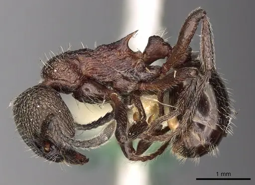 Myrmica kozlovi specimen CASENT0900299 image casent0900299_3