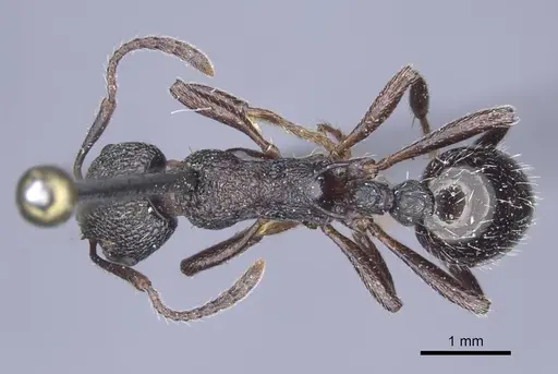 Myrmica kozlovi specimen CASENT0916906 image casent0916906_1