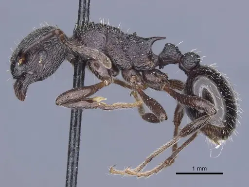 Myrmica kozlovi specimen CASENT0916906 image casent0916906_3