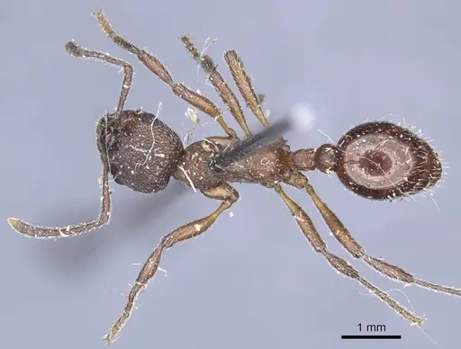 Myrmica kozlovi specimen CASENT0916907 image casent0916907_1