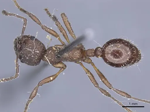 Myrmica kozlovi specimen CASENT0916907 image casent0916907_2