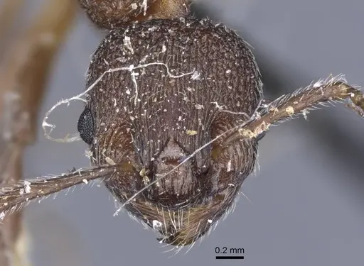 Myrmica kozlovi specimen CASENT0916907 image casent0916907_3