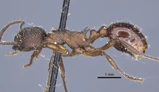 Myrmica kozlovi specimen CASENT0916907 image casent0916907_4
