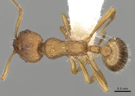 Myrmica kryzhanovskii specimen CASENT0280828 image casent0280828_1