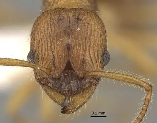 Myrmica kryzhanovskii specimen CASENT0280828 image casent0280828_2