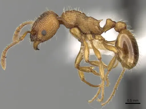Myrmica kryzhanovskii specimen CASENT0280828 image casent0280828_3