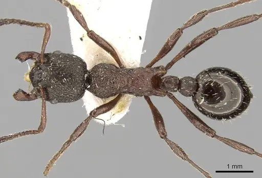 Myrmica kurokii specimen CASENT0280829 image casent0280829_1
