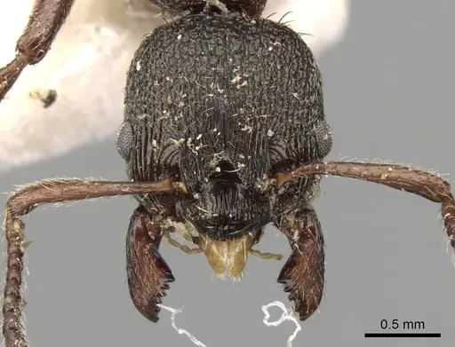 Myrmica kurokii specimen CASENT0280829 image casent0280829_2