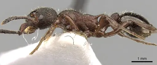 Myrmica kurokii specimen CASENT0280829 image casent0280829_3