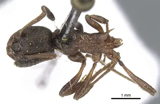 Myrmica kurokii specimen CASENT0904087 image casent0904087_1