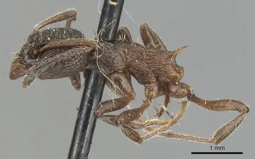 Myrmica kurokii specimen CASENT0904087 image casent0904087_4