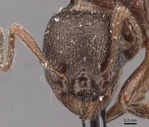 Myrmica kurokii specimen CASENT0907637 image casent0907637_2
