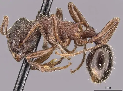 Myrmica kurokii specimen CASENT0907637 image casent0907637_3