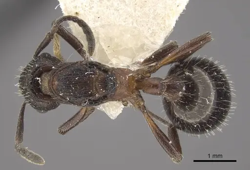 Myrmica kurokii specimen CASENT0917693 image casent0917693_1
