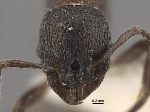Myrmica kurokii specimen CASENT0917693 image casent0917693_2