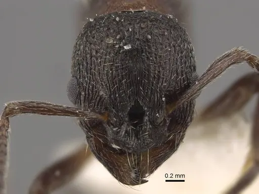 Myrmica kurokii specimen CASENT0917693 image casent0917693_3