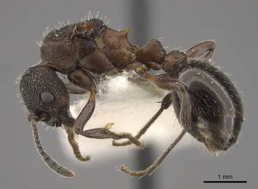 Myrmica kurokii specimen CASENT0917693 image casent0917693_4