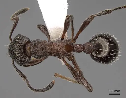 Myrmica kurokii specimen CASENT0922781 image casent0922781_1
