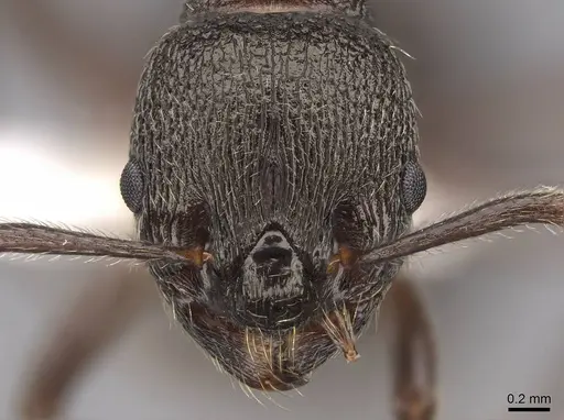 Myrmica kurokii specimen CASENT0922781 image casent0922781_2