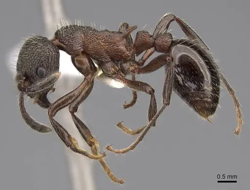 Myrmica kurokii specimen CASENT0922781 image casent0922781_3