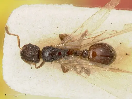 Myrmica kurokii specimen FOCOL0489 image focol0489_1