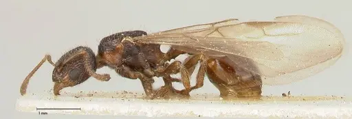 Myrmica kurokii specimen FOCOL0489 image focol0489_3