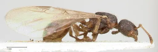 Myrmica kurokii specimen FOCOL0489 image focol0489_4