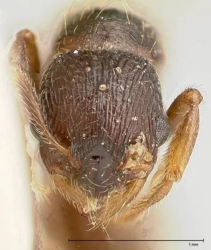 Myrmica kurokii specimen FOCOL0490 image focol0490_2