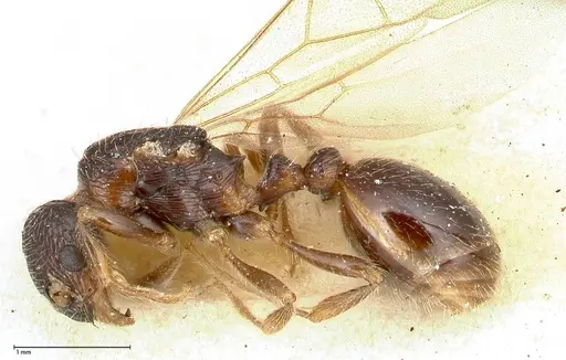 Myrmica kurokii specimen FOCOL0490 image focol0490_3