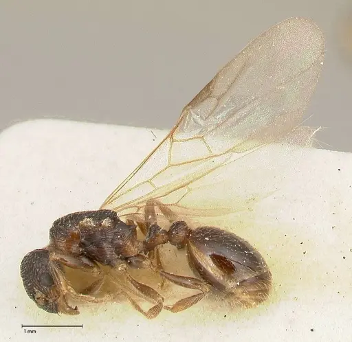 Myrmica kurokii specimen FOCOL0490 image focol0490_4