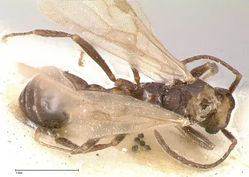 Myrmica kurokii specimen FOCOL0491 image focol0491_1